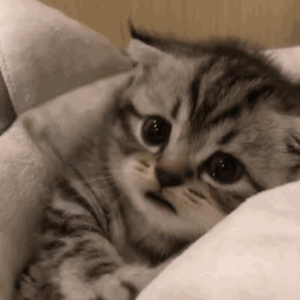 外国裸体视频在线观看
