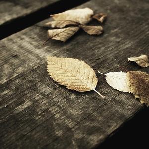 外国裸体视频在线观看
